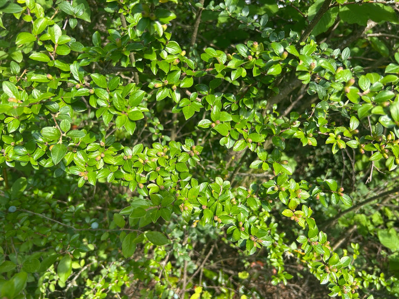 Cotonastro — Bild 1