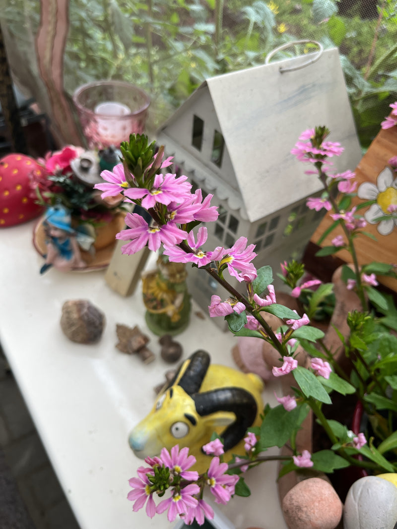 Fächerblume — Bild 3