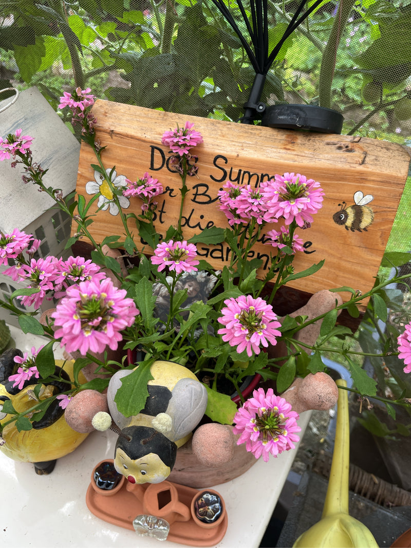 Fiore del ventaglio — foto 2 di 4