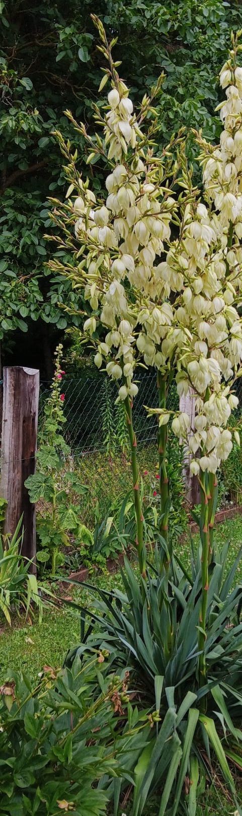 Si vede una grande e fiorita Yucca filamentosa con numerose infiorescenze bianche in un giardino.