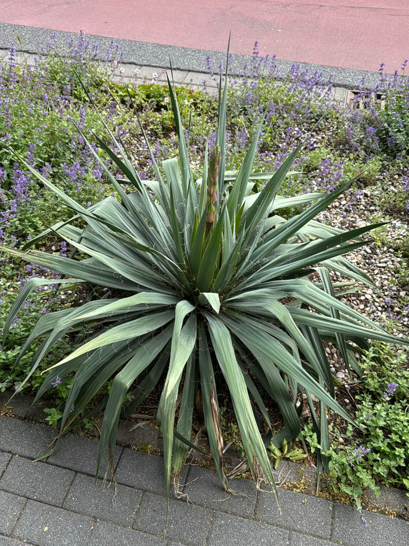 Si vede uno yucca filamentosa con le sue caratteristiche foglie appuntite e sottili filamenti sui margini. La pianta si trova al centro di un'aiuola vicino a...