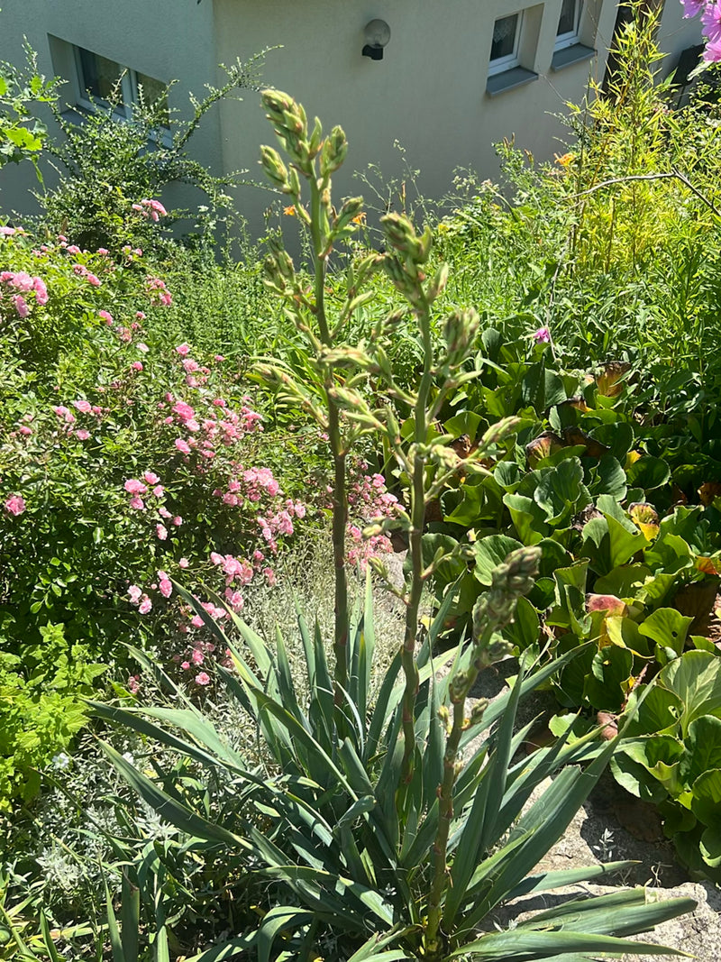 Si vede uno yuca filamentosa con foglie lunghe e appuntite e infiorescenze erette in un giardino. La pianta si trova davanti a un muro di casa circondata da ...