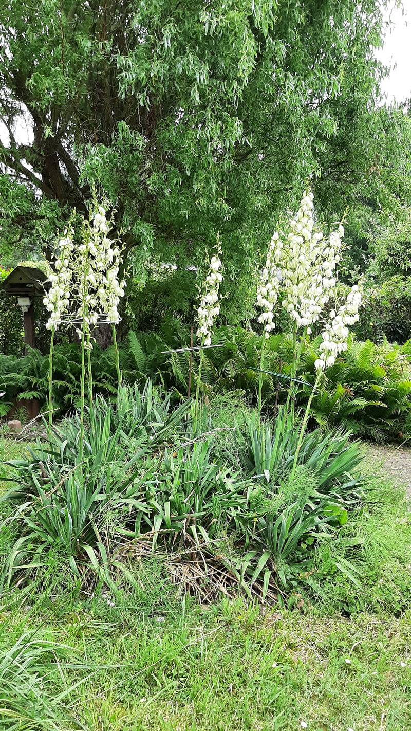 Si vedono diversi esemplari in fiore di Yucca filamentosa con le loro caratteristiche infiorescenze bianche in un giardino.