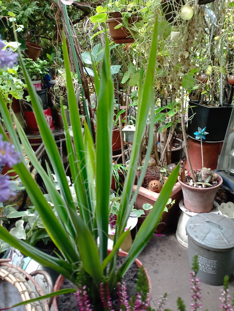 Una Yucca filamentosa cresce in un vaso, circondata da altre piante da giardino. Sulle foglie erette sono ben visibili i tipici filamenti marginali.
