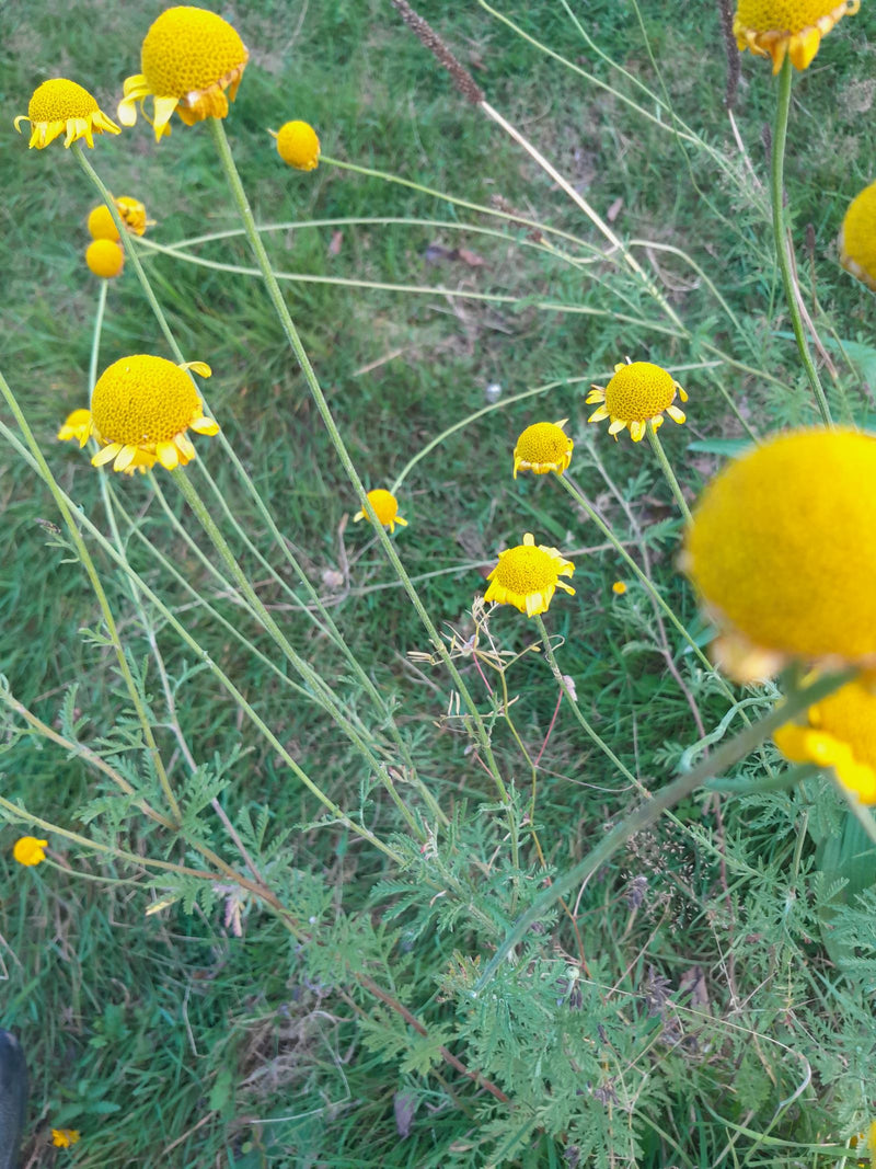 Camomilla del tintore — Bild 1
