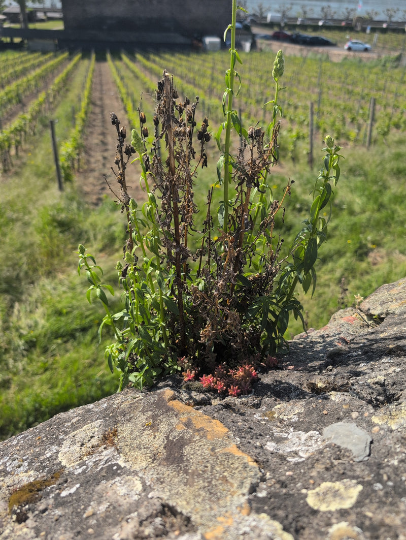 Mignonette da tintore — Bild 1