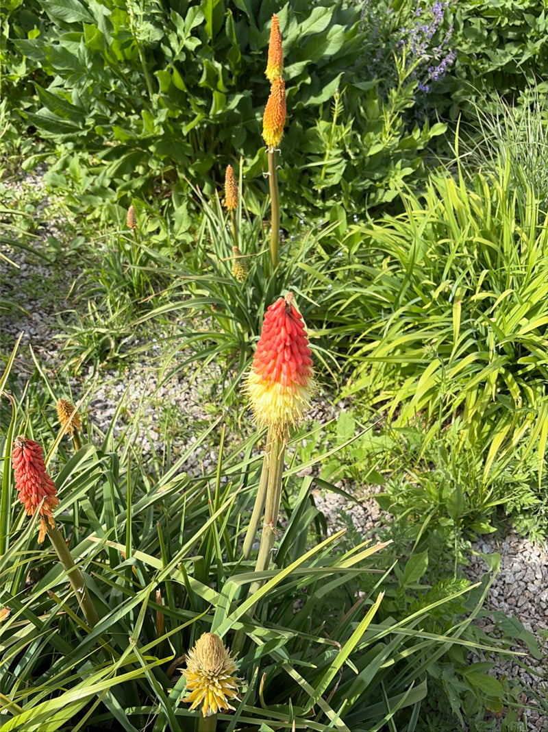 Giglio della torcia — Bild 1