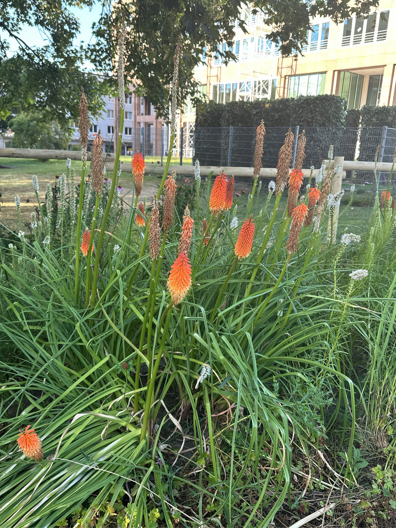 L'immagine mostra una tritomea con caratteristiche infiorescenze rosso-arancio e foglie verdi simili ad erba in un giardino.