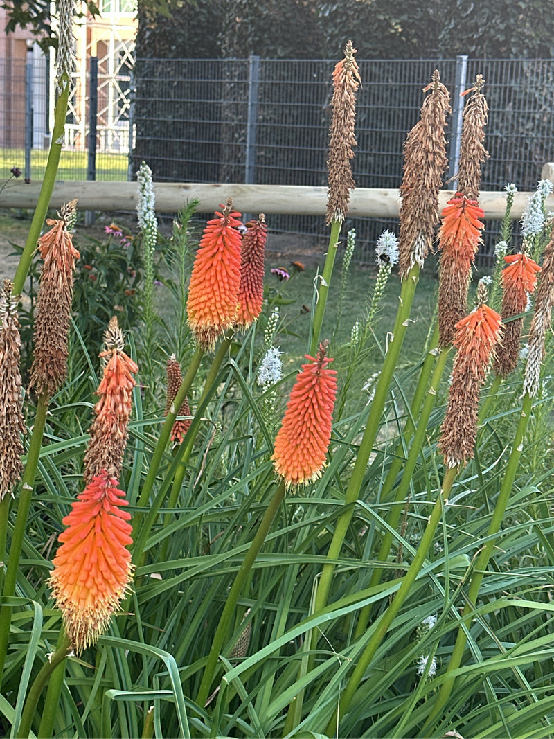 L'immagine mostra diversi gigli torcia con le loro caratteristiche infiorescenze giallo-arancio e alcuni steli appassiti in un giardino. Le piante si trovano...