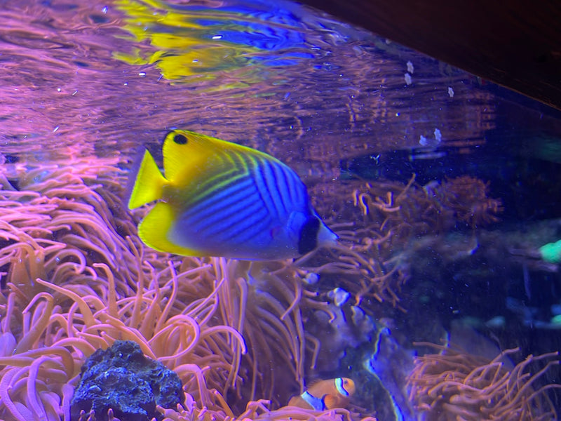 Fadelflossen-Falterfisch — foto 1 di 1
