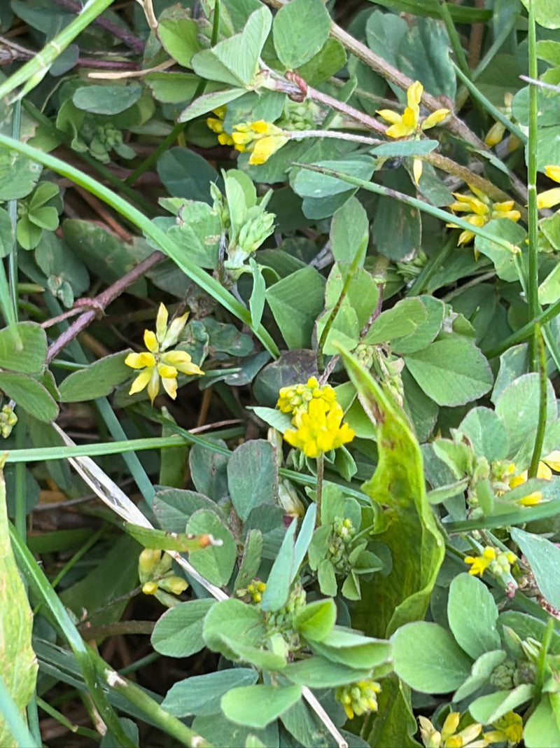 Trifoglio di filo — Bild 1