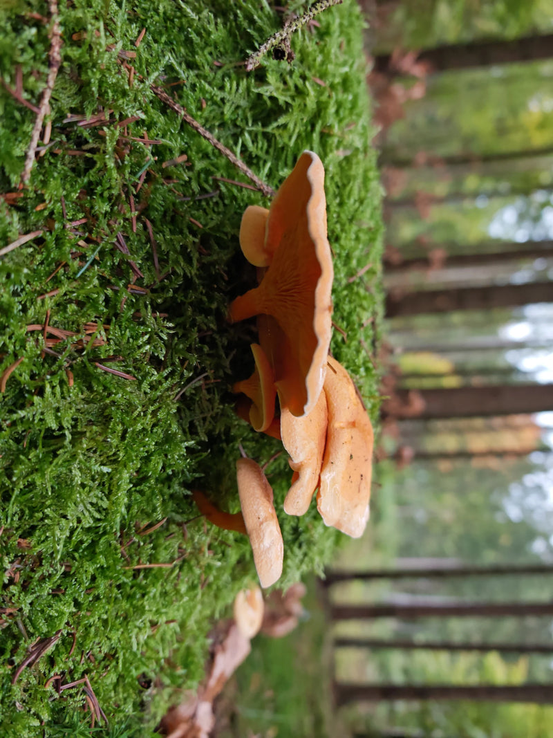 Diversi corpi fruttiferi di finto finferlo che crescono su un substrato muschioso nel bosco.