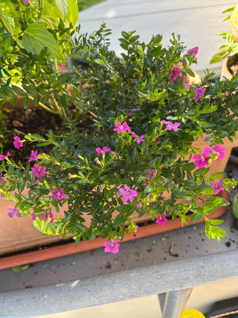 Falsa erica — foto 1 di 1