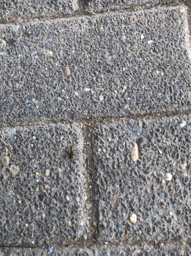 Vespe — Bild 1