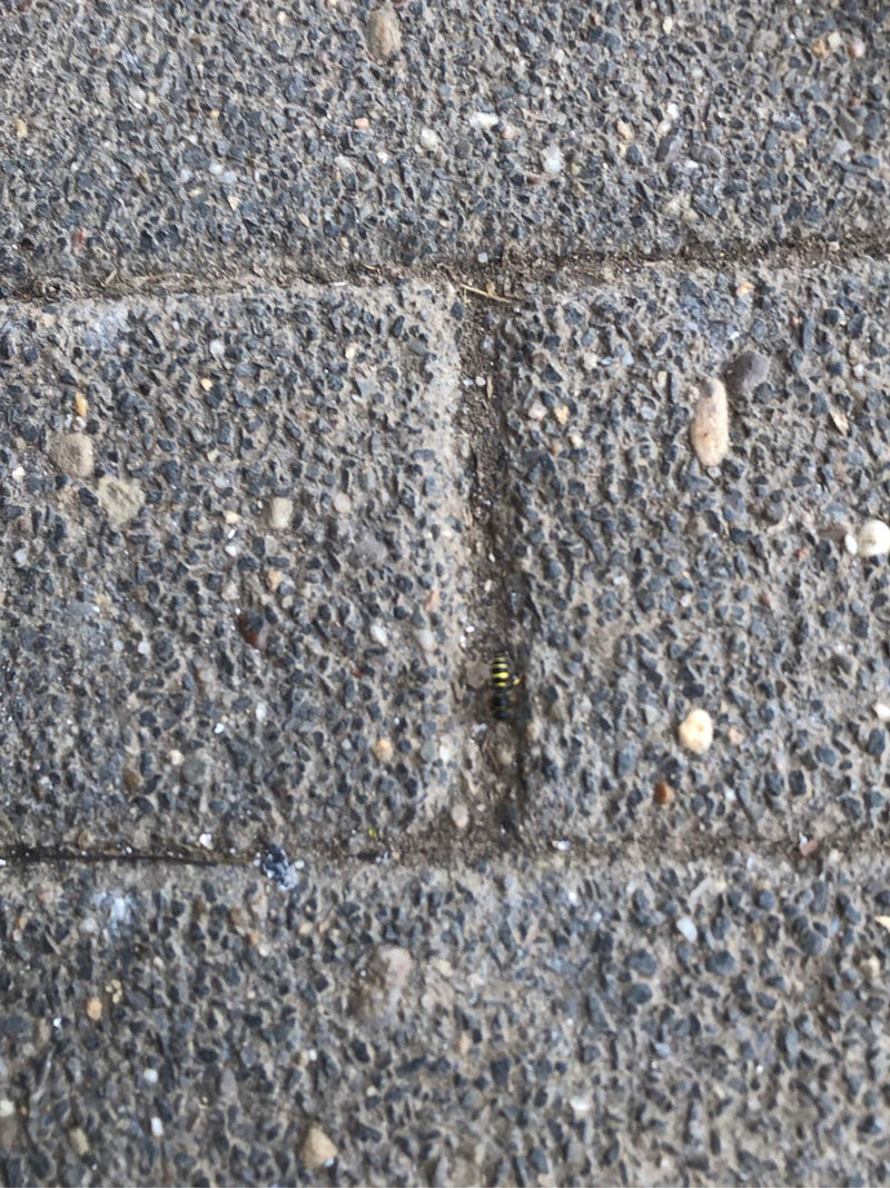 Vespe — Bild 2