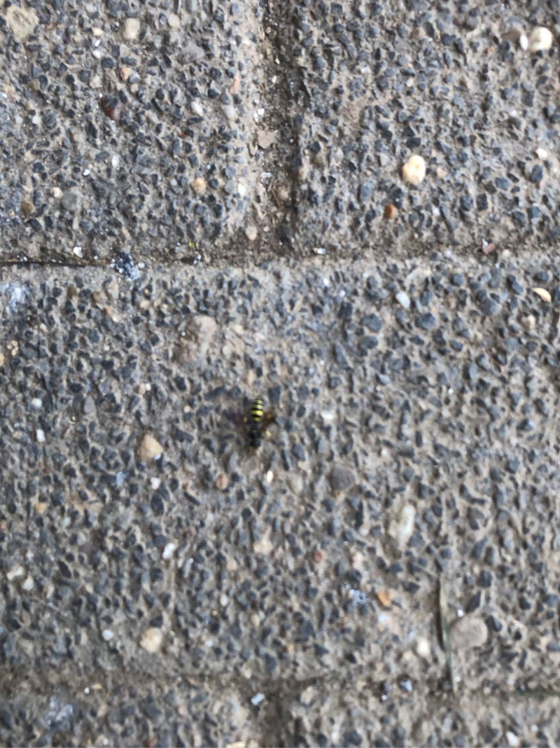 Vespe — Bild 3