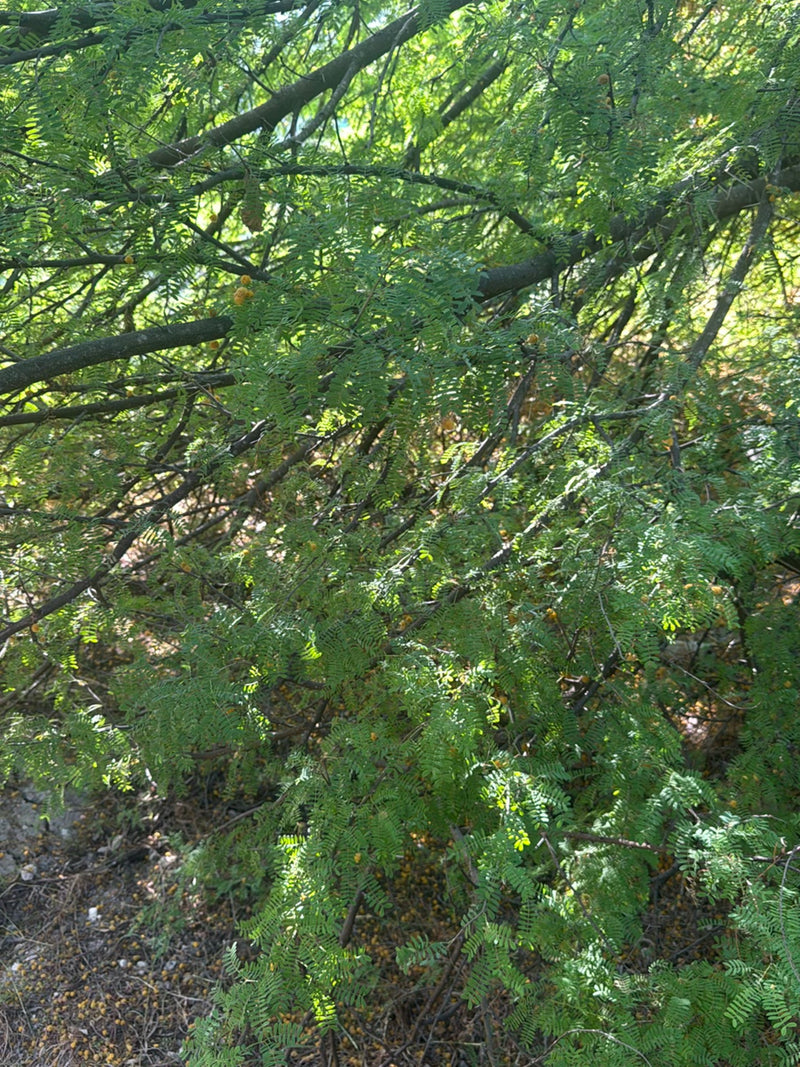 Felce Acacia — Bild 1