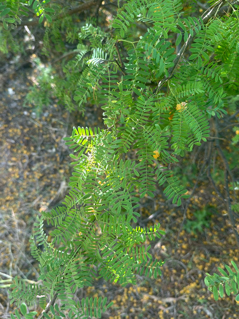 Felce Acacia — Bild 2
