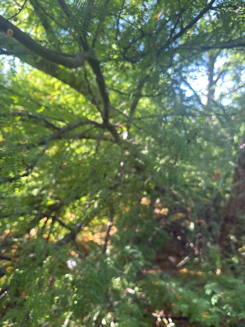 Felce Acacia — Bild 3
