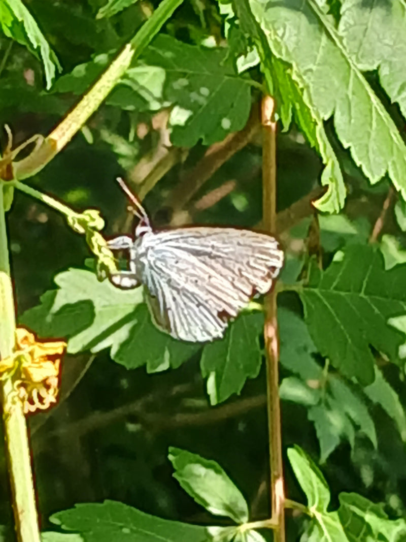Mirtillo olivello spinoso — Bild 1