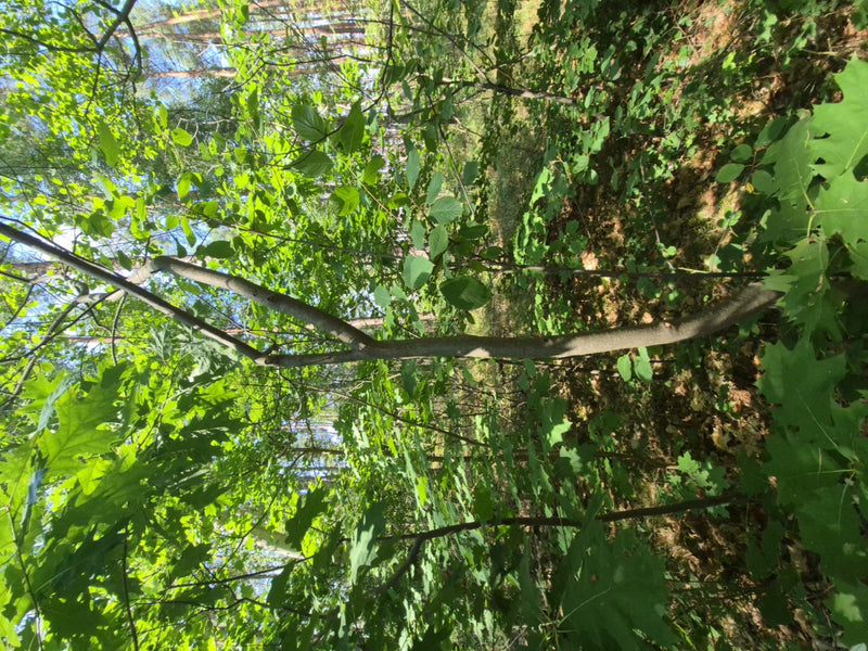Faulbaum — Bild 2