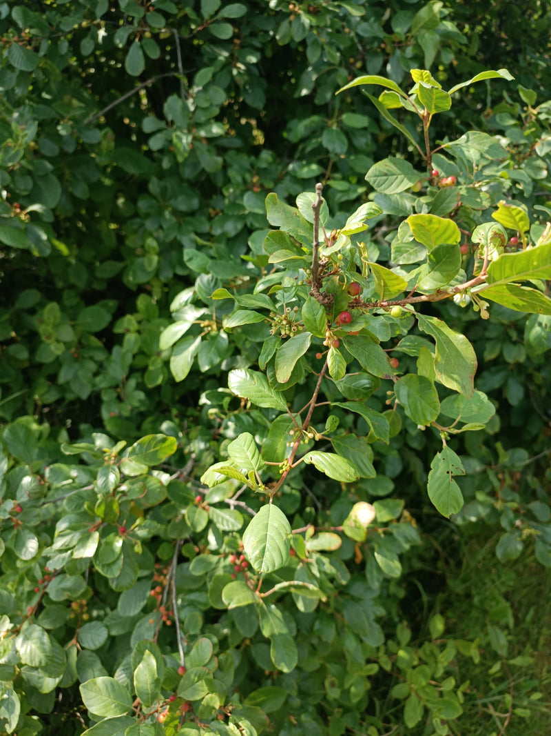 olivello spinoso — foto 4 di 5