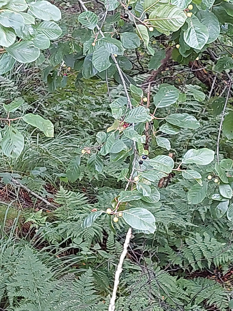 olivello spinoso — foto 1 di 5