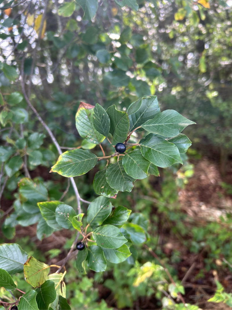 olivello spinoso — foto 5 di 5
