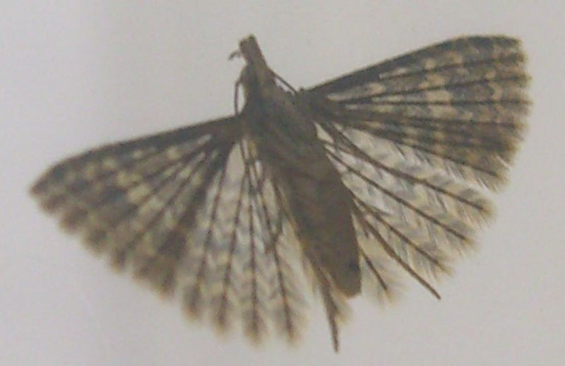 Spirito di piume — Bild 1