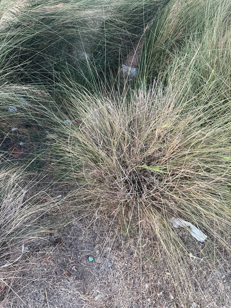 Erbe di piume — Bild 2