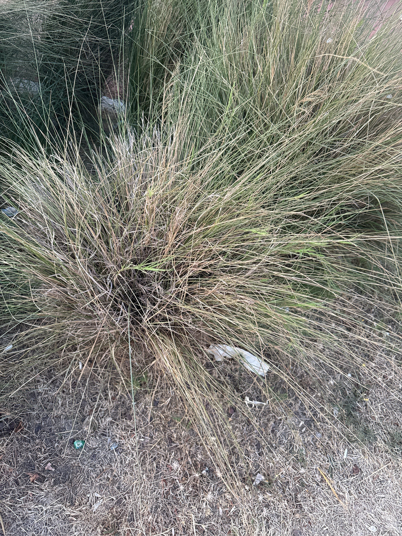 Erbe di piume — Bild 3