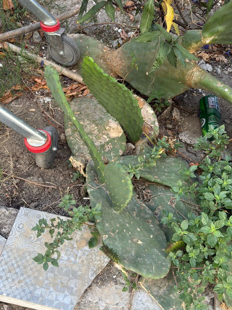 Fico d'india (genere Opuntia) — Bild 2