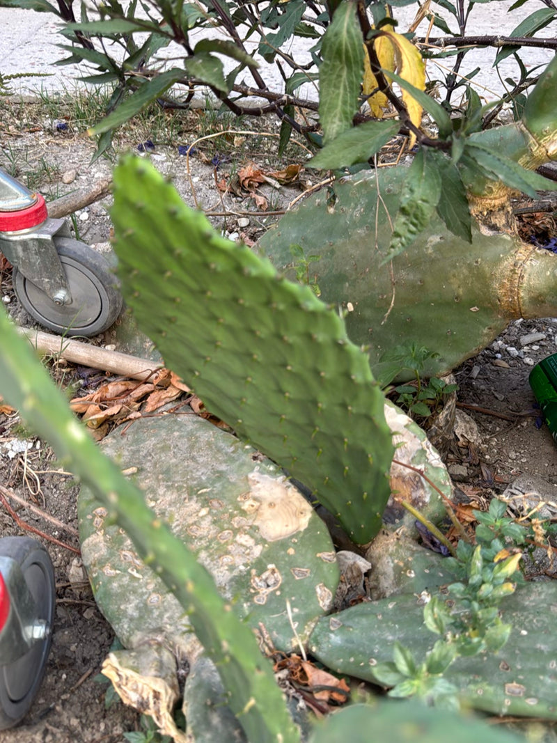 Fico d'india (genere Opuntia) — Bild 1