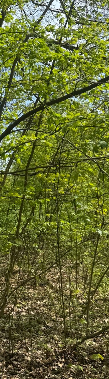 L'immagine mostra i rami fogliosi e la chioma di un oppio in un bosco luminoso. Le foglie tipiche si estendono sullo sfondo del cielo e del sottobosco.