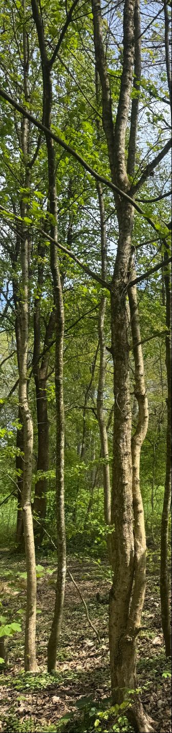 Sono visibili diversi tronchi sottili e foglie verdi di un acero campestre in un bosco rado. La prospettiva mostra gli alberi dal basso verso l'alto sullo sf...