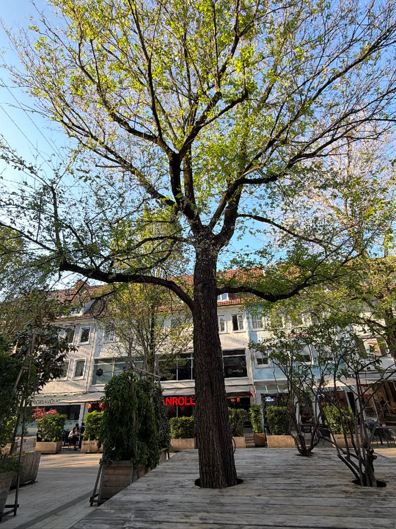 Si vede un oppio adulto con un'ampia chioma piantato in una piattaforma di legno in una piazza urbana. Edifici e fioriere sono visibili sullo sfondo.