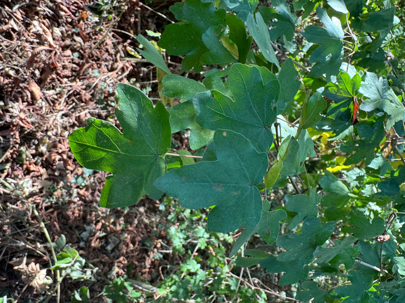 Acero campestre — foto 5 di 29