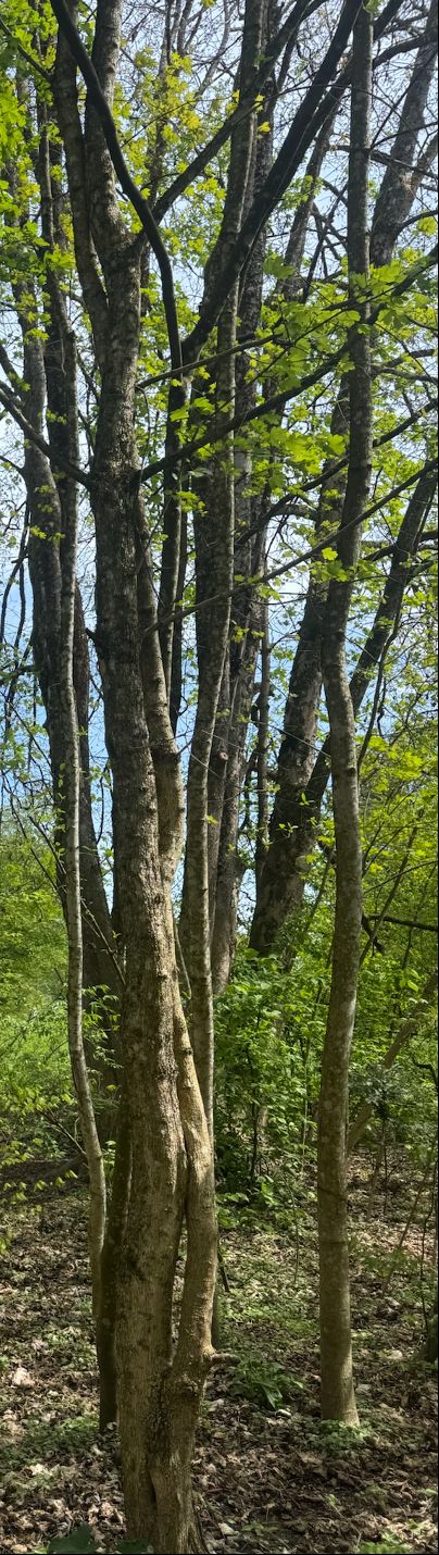 Sono visibili i tronchi grigi e il fogliame verde fresco di un acero campestre in un bosco luminoso. La prospettiva mostra gli alberi dal basso verso l'alto ...