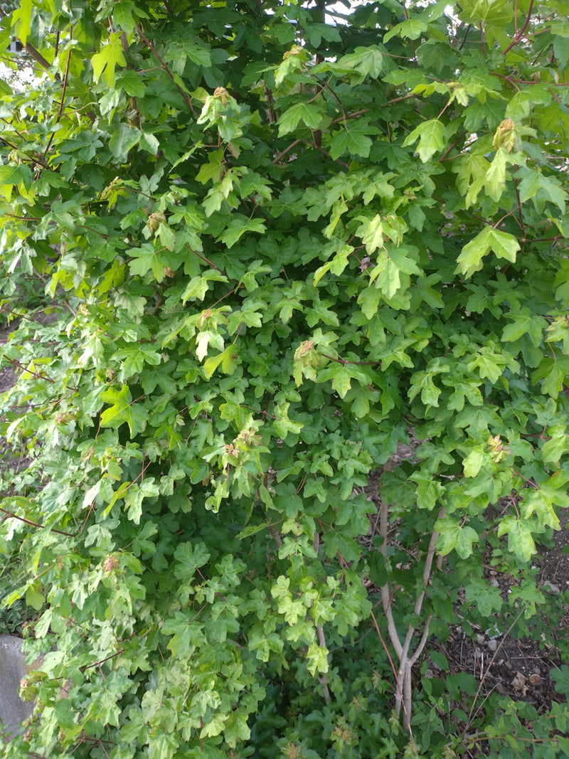Acero campestre — Bild 1