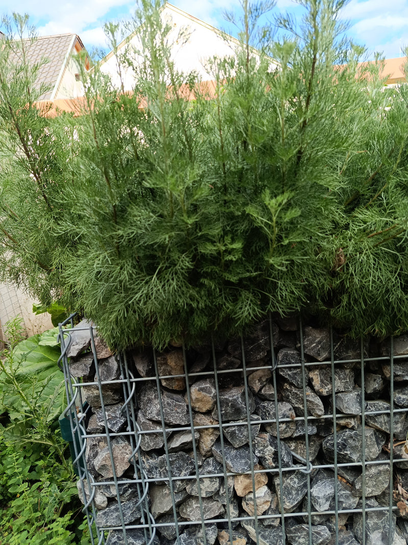 Artemisia — Bild 2