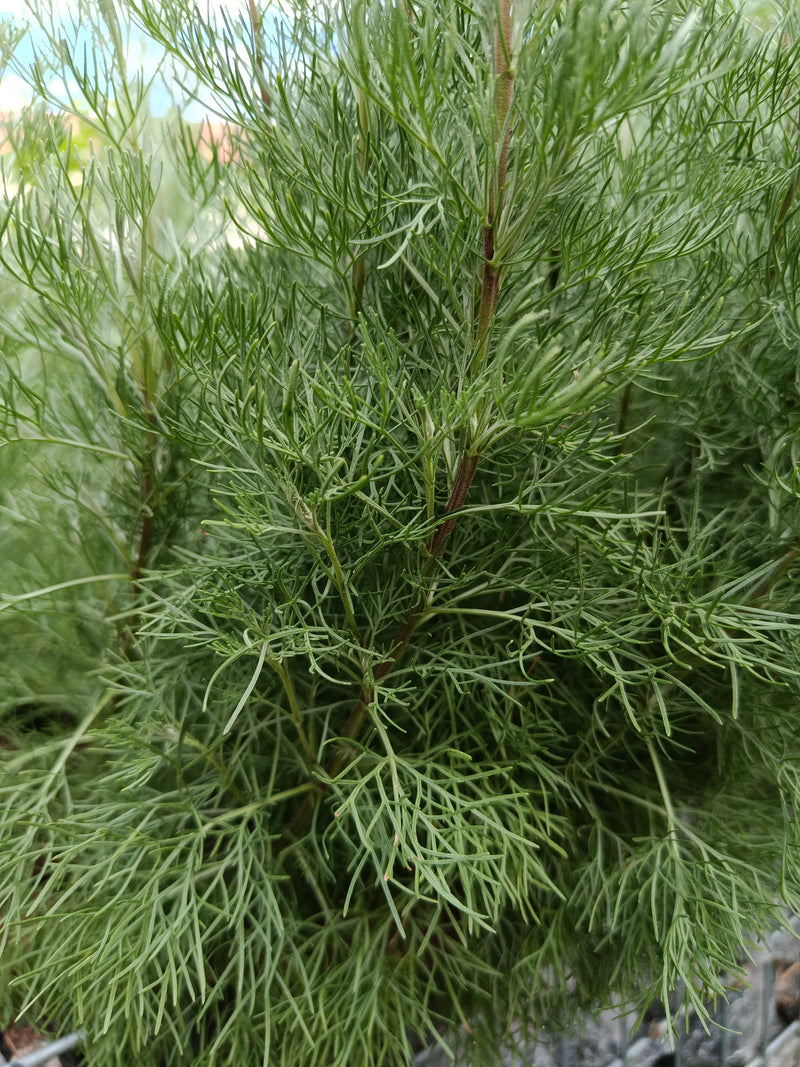 Artemisia — Bild 1