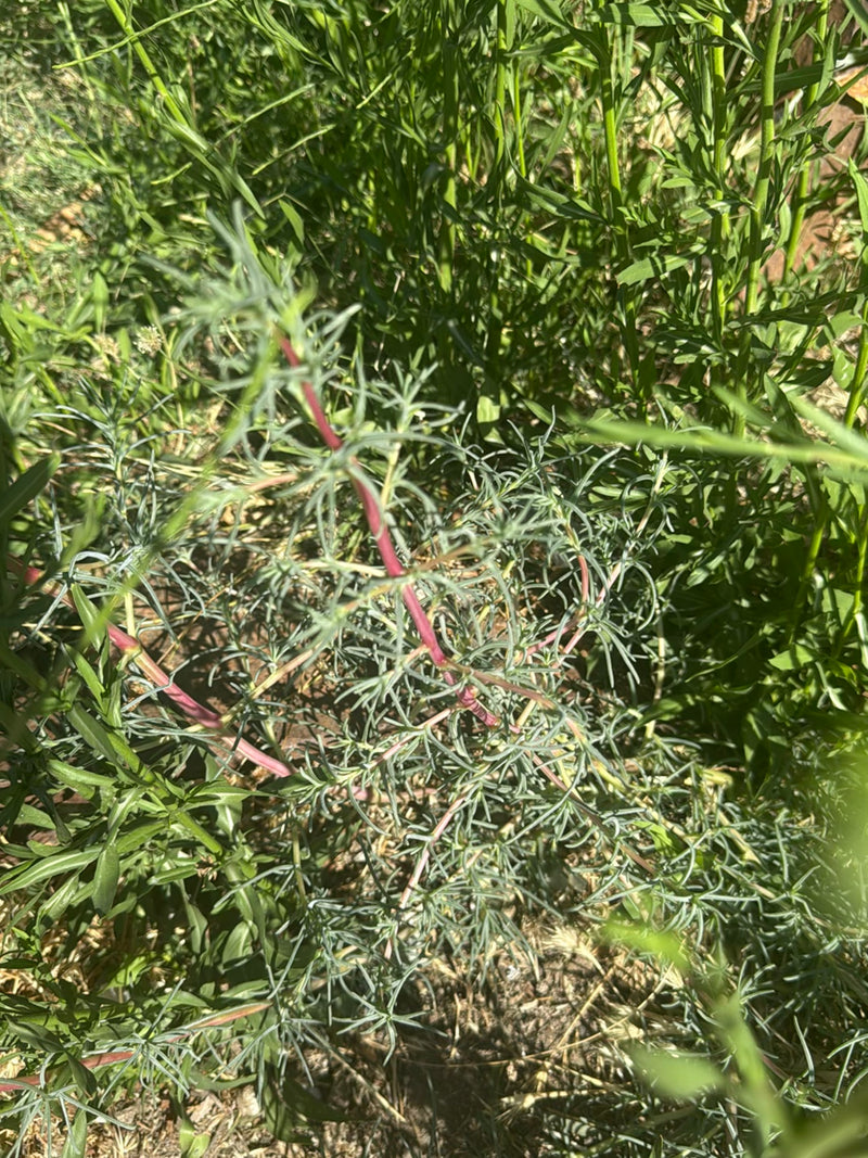 Artemisia — foto 2 di 10