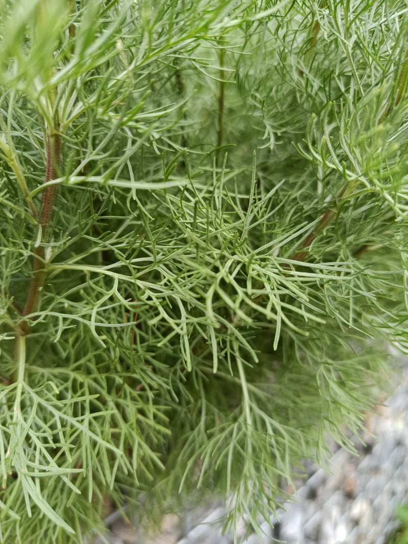 Artemisia — Bild 3