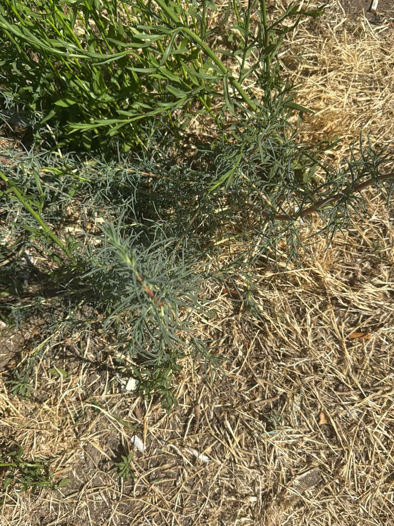 Artemisia — foto 1 di 10
