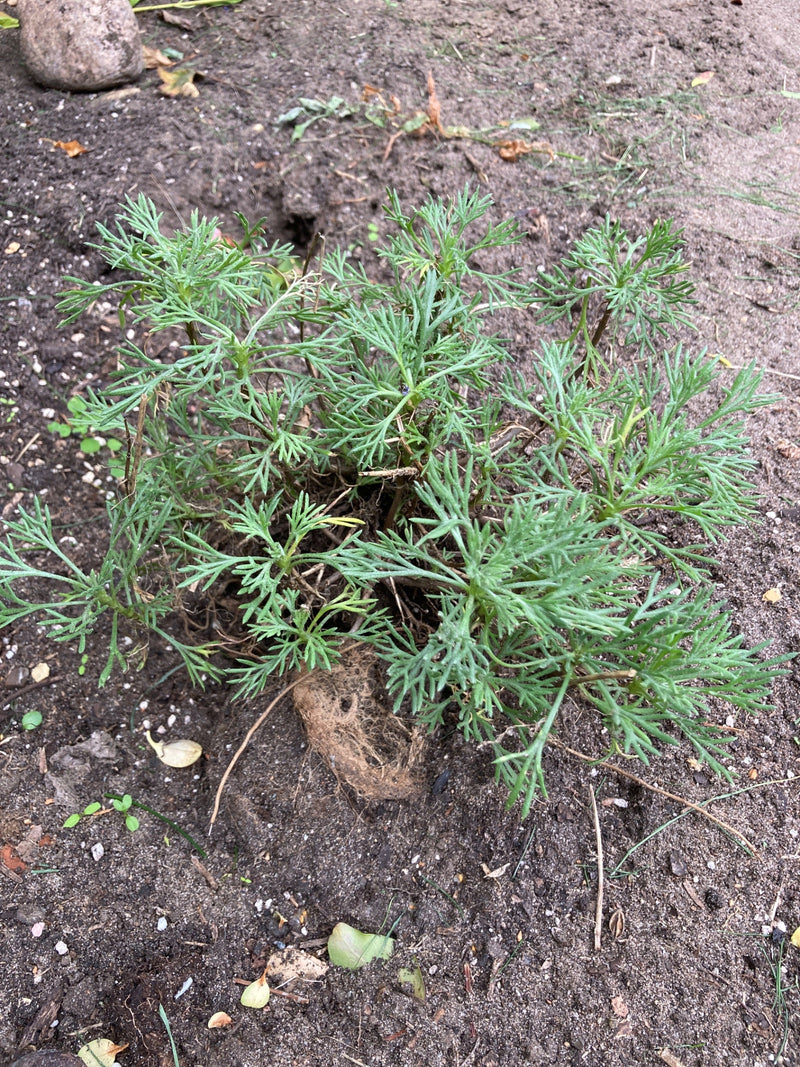 Artemisia — foto 3 di 10