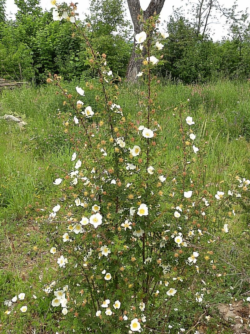 Il campo è aumentato — Bild 1