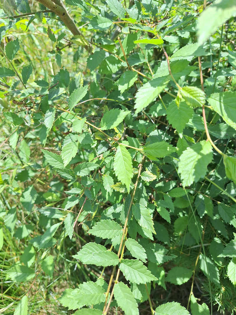 Olmo campestre — Bild 1