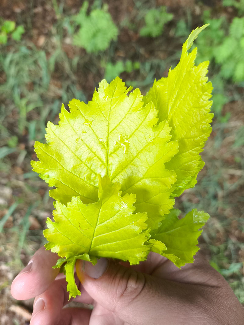 Olmo campestre — Bild 3