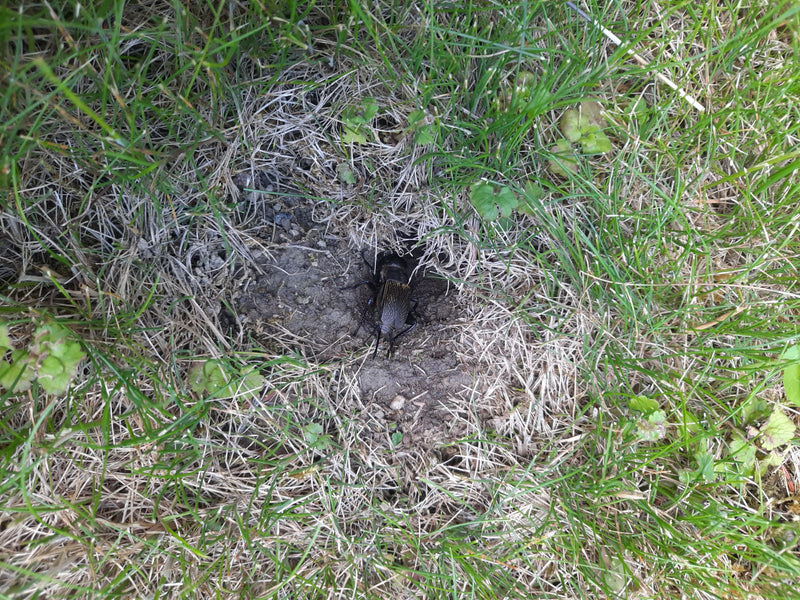 Grillo da campo — Bild 2