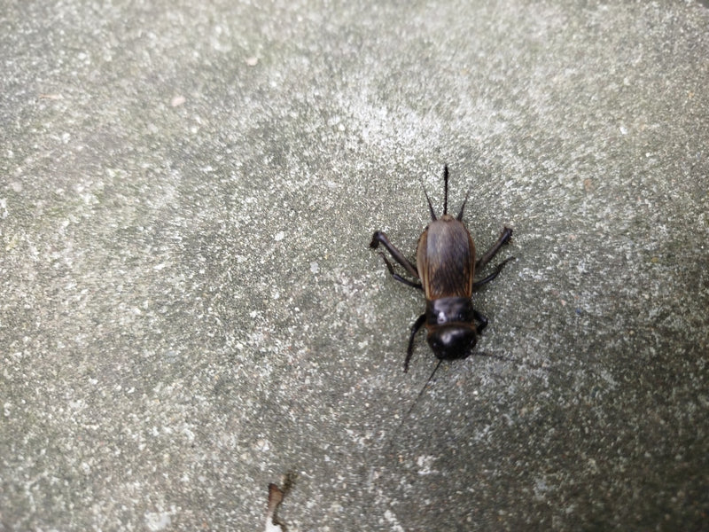 Grillo da campo — Bild 5